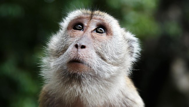 Situs News Indoesia Alternatif Informasi Berita Viral Terbaru